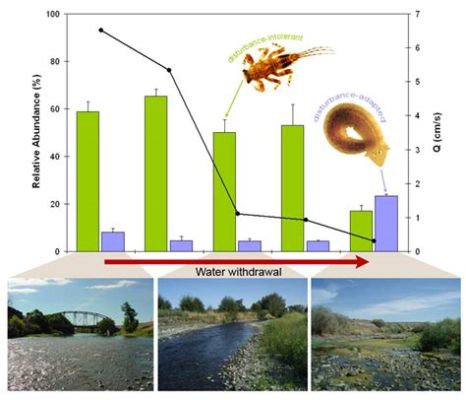  Chilodon: Một Sinh Vật Biểu Bên Không Thể Thiếu Trong Hệ Sinh Thái Nước Ngọt!