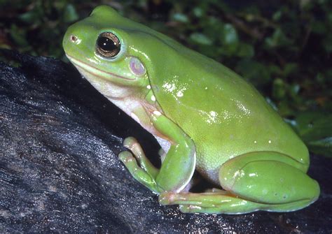  Litoria! A Colorful Leap into the World of Green Tree Frogs