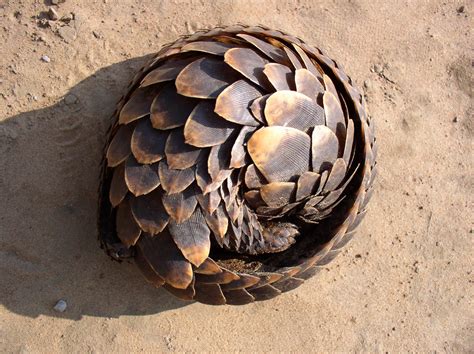  Pangolin: Động vật có vảy, kỳ lạ với khả năng cuộn tròn thành một quả cầu gai!