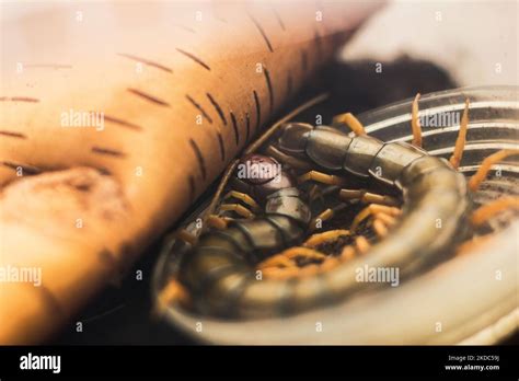  Scolopendra! Khám phá Chân Đa Đốt Sở Hữu Bộ Vũ Khí Cắt Gọt Nổi Tiếng