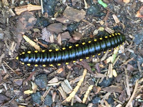  Yellow-Spotted Millipede: A Miniature, Armored Tank Roaming the Forest Floor