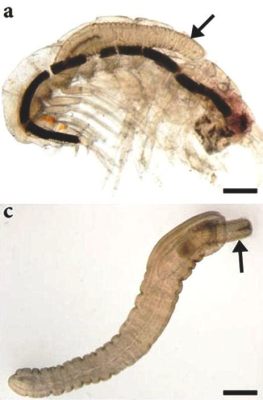  Acanthocephalus--Một Ký Sinh Năng Động Hại Hoặc Một Siêu Anh Hùng Ẩn Danh!