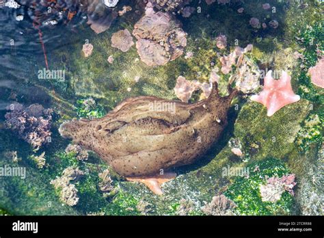  Aplysia! Unraveling the Mysteries of This Remarkable Sea Slug