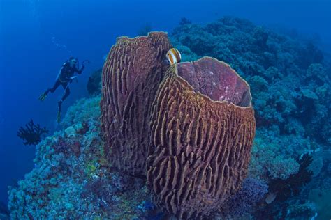  Barrel Sponge: A Fuzzy Underwater Giant That's Both a Filter Feeder and an Ecosystem Hotspot!