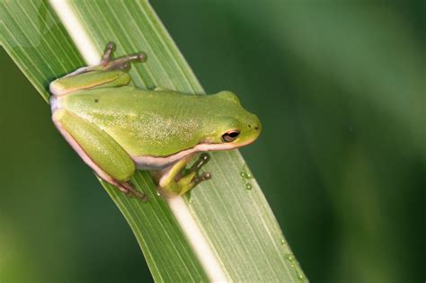  Batrachostomus! These Tiny Frogs Are Masters of Camouflage and Nocturnal Hunters