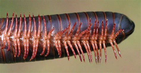  Bristle Millipede: Can Its Thousand Legs Really Outrace a Cheetah?