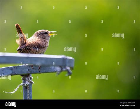  Chim Wren - Một Loài Chim Nhỏ Bé Nhưng Lòng Mạnh Dạn Và Hát Ca Melodious!