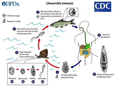  Clonorchis Sinensis: Một Loài Ký Sinh Khôn Ngoan Hay Thực Chiến Gia Cuộc Sống?