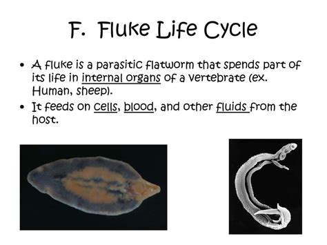  Distomum - A parasitic flatworm lurking in the shadows, its intricate life cycle intertwined with the fate of its unsuspecting hosts