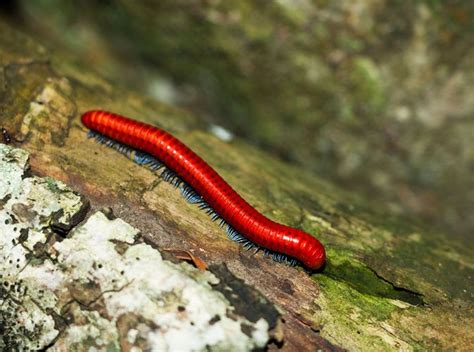  Drepannota: The Twisted-Footed Arthropod With a Secret Love for Decay!