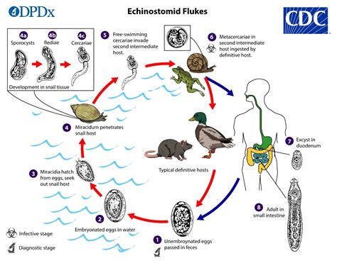  Echinostoma revolutum: Một Ký Sinh Trùng Có Vòng Đời Khác Lạ Và Ảnh Hưởng Đáng kể Đến Sự Phát Triển của Mặt Người