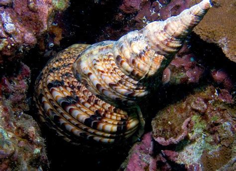  Fiona, a Miniature Sea Snail That Dreams of Being an Octopus! Fiona, with her tiny spiral shell and intriguing feeding habits, might seem like an ordinary sea snail at first glance, but this little gastropod hides a world of fascinating adaptations and behaviors beneath its unassuming exterior.