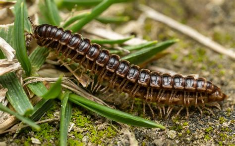  Flat-Backed Millipede:  This Multi-Legged Marvel Makes Garden Debris Disappear with Astonishing Speed!