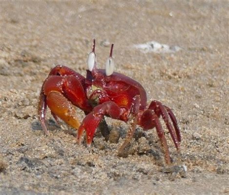  Ghost Crab - A Coastal Crusader With Armored Claws That Conquer Tide Pools!