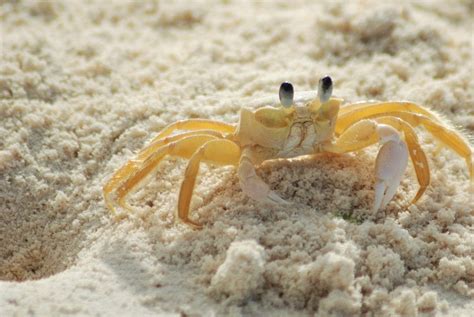  Ghost Crab: An Armored Wanderer With a Secret Nightly Rendezvous!