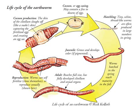  HemoGregarine! A Parasite With a Taste for Earthworms and a Fascinating Life Cycle