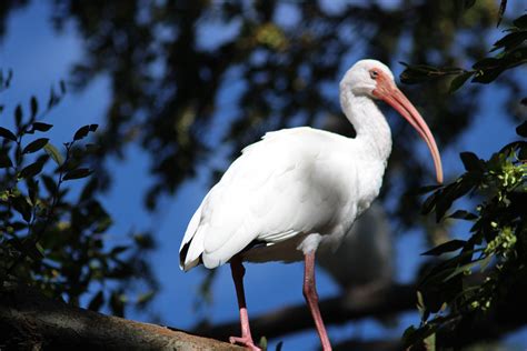  Ibis! Những Con Chim Chân Dài Hay Vẫy Cánh Trên Những Bờ Sông Và Biển