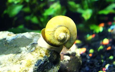  Imposter Snail: Unveiling the Mystery Behind a Shell-Shocking Identity!