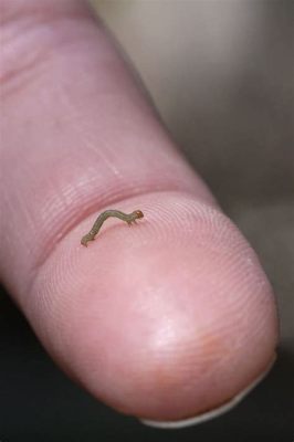  Inchworm: Can This Tiny Creature Really Burrow Through Sand Like an Underwater Acrobat?