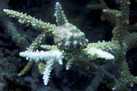  Isocyathus!  This Remarkable Coral Builds Intricate Shelters And Hosts Tiny Symbiotic Algae