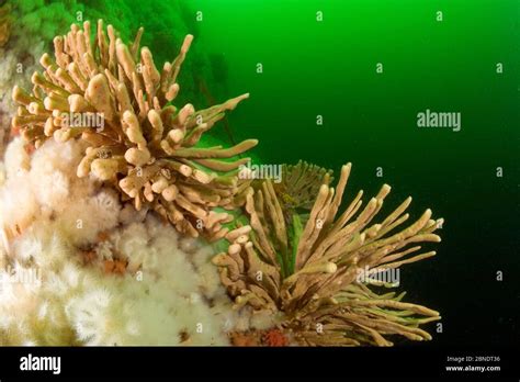  Isodictya: A Sponge that Thrives on the Ocean Floor While Exhibiting Remarkable Filter Feeding Abilities!