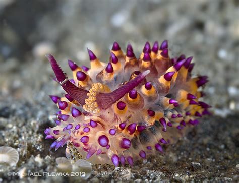  Janolus! A Colorful Sea Slug That Might Just Be Your Next Favorite