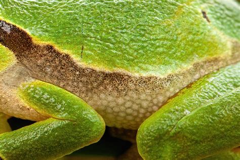  Japanese Toad: Amphibians With Spotty Skin Known For Hiding In Moist Environments!