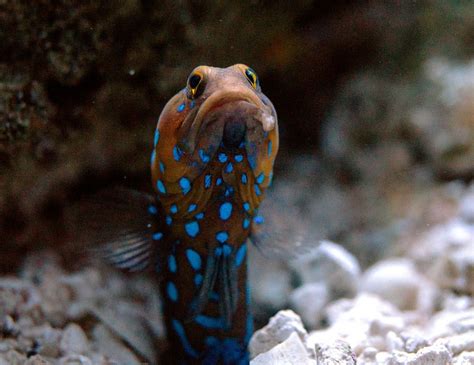  Jawfish: A Tiny Creature that Swallows its Own Home and Lives Inside it!