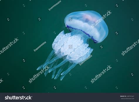  Jellyfish -  An Elegant Dancer With Deadly Stinging Tentacles