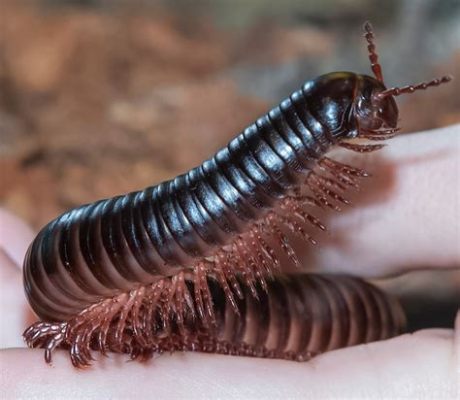  Millipede: This fascinating creature that rolls into a ball when startled combines intricate defense mechanisms with unique locomotion styles