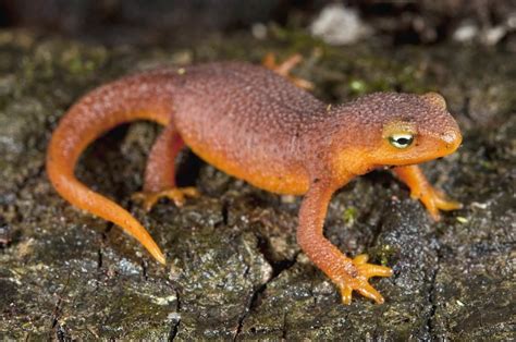  Newt: Can This Tiny Amphibian Conquer Both Land and Water with Its Smooth Skin?