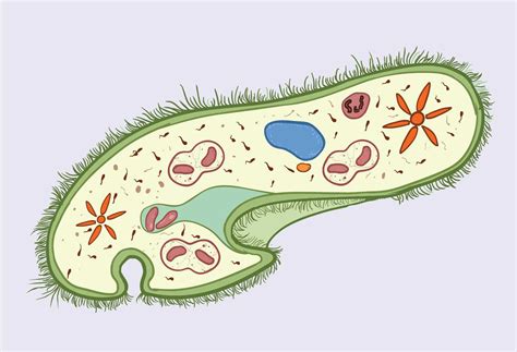  Paramecium: A Tiny Master of Water Ballet!