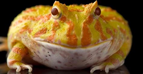  Poorly Camouflaged But Masterfully Adaptable: Delving into the Fascinating World of the Pacman Frog