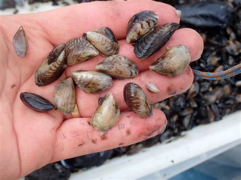  Quagga Mussel: A Tiny Invader With an Insatiable Appetite for Filtration!