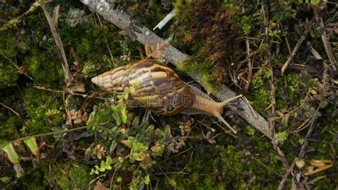  Quail Quahog: A Remarkable Snail Embarking on an Epic Journey Across Coastal Sands and Rocky Shores!