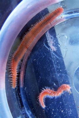  Rhachilla –  Unveiling the Mysteries of this Elegant Filter-Feeding Marine Worm!