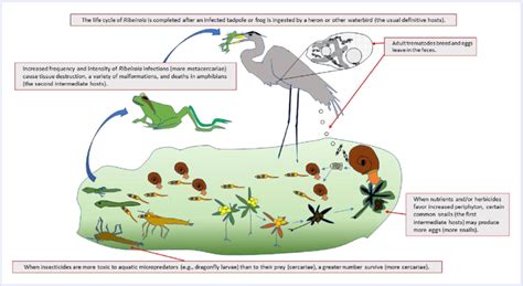  Ribeiroia ondatrae: A Tiny Parasite That Turns Tadpoles into Monsters!