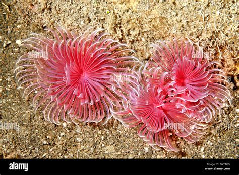  Sabellid Worm! A Deep-Sea Dweller Who Builds Its Own Cozy Tube Home