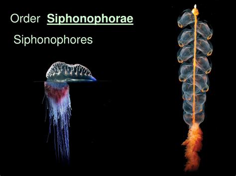  Siphonophora! A Colonial Wonder That Challenges Our Understanding of Individuality