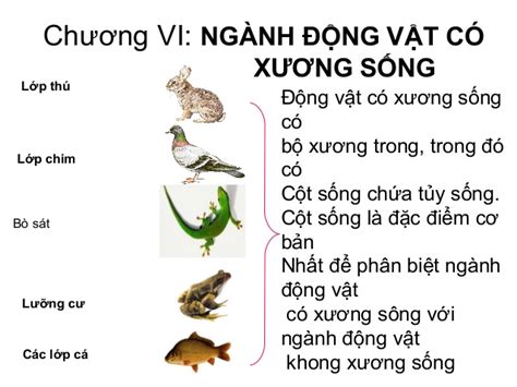  Sửa! Một loài động vật có bộ lông dày như lông cừu và khả năng leo trèo đáng kinh ngạc!