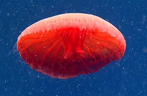  Ululania: A Mysterious Jellyfish That Pulsates Through Life!