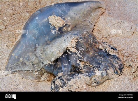  Umbrella Jellyfish: These Gelatinous Bell-Shaped Creatures Can Grow Up To 1 Meter In Diameter!