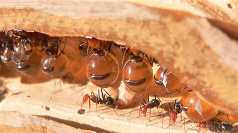  Ungulate – A Remarkable Insect that Spreads Pollen and Creates Honeydew for Ants!