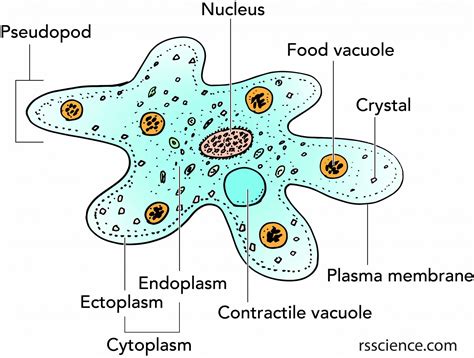  Urochitinella - One Single-Celled Amoeba That Moves Like It Has Tiny Tentacles!