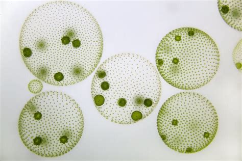  Volvox!  The Fascinating Colonial Flagellate That Resembles a Microscopic Sphere of Pulsating Green