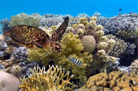  Whitebeard Sponge: This Adorable Filter Feeder Makes a Splash While Thriving in Hidden Reef Ecosystems!