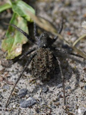  Wolf Spider: A Master of Camouflage Lurking In Your Backyard!