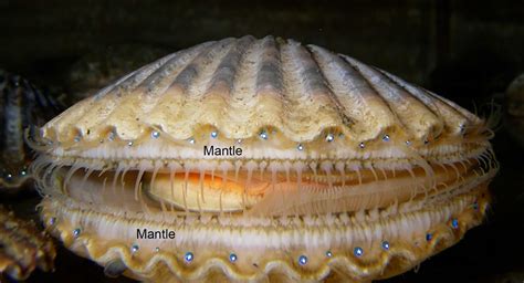  Xiphisaura:  A Bivalve Mollusk That Looks Like It Just Stepped Out Of A Futuristic Movie!