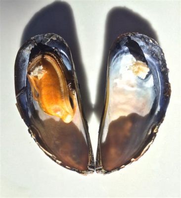  Yellow Mussel: This Bivalve's Colorful Shell Hides a Surprising Story!