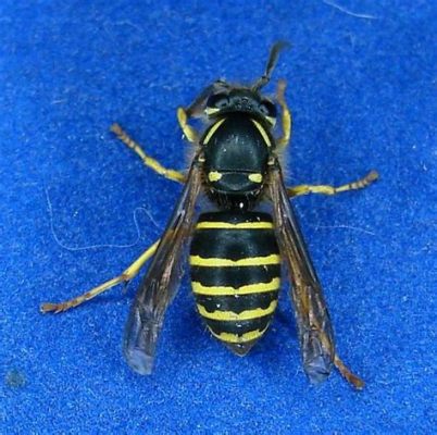  Yellowjacket! Những côn trùng nhỏ bé với bản năng hung dữ và sự thích nghi đáng kinh ngạc